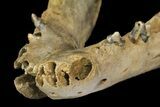Fossil Juvenile Etruscan Wolf (Canis) Partial Mandible - Belgium #155000-7